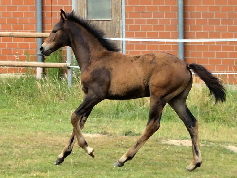Hanoverian Mare Foal (04/2026) 16.1 hh Bay-Dark in Westerkappeln