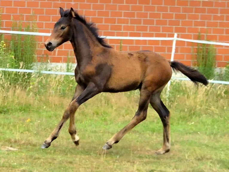 Hanoverian Mare Foal (04/2026) 16.1 hh Bay-Dark in Westerkappeln