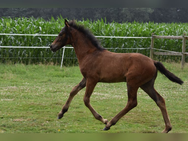 Hanoverian Mare Foal (04/2026) 16.1 hh Bay-Dark in Westerkappeln