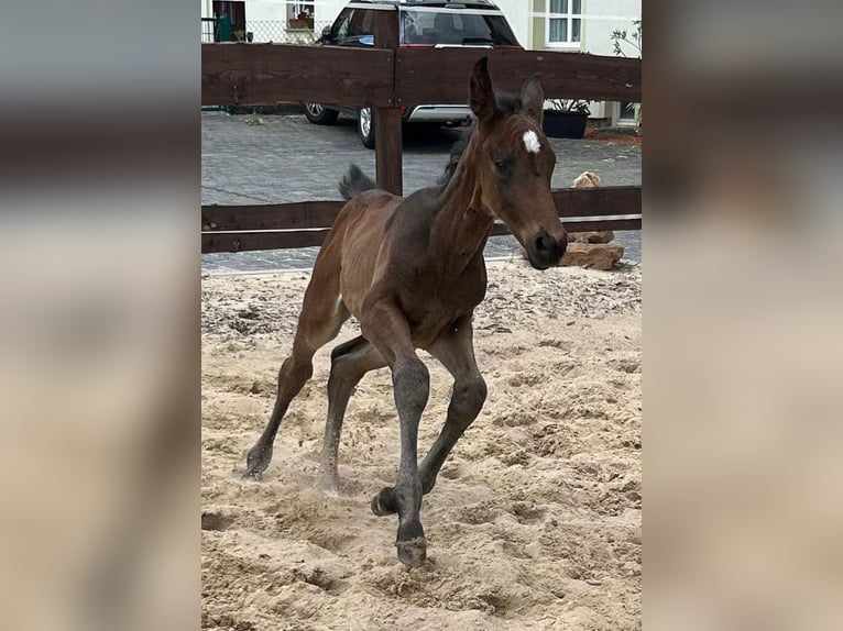 Hanoverian Mare Foal (05/2024) 16,1 hh Bay-Dark in Mansfeld