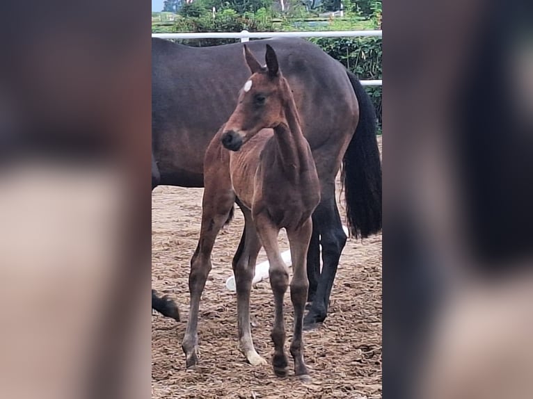 Hanoverian Mare Foal (05/2024) 16,1 hh Bay-Dark in Mansfeld