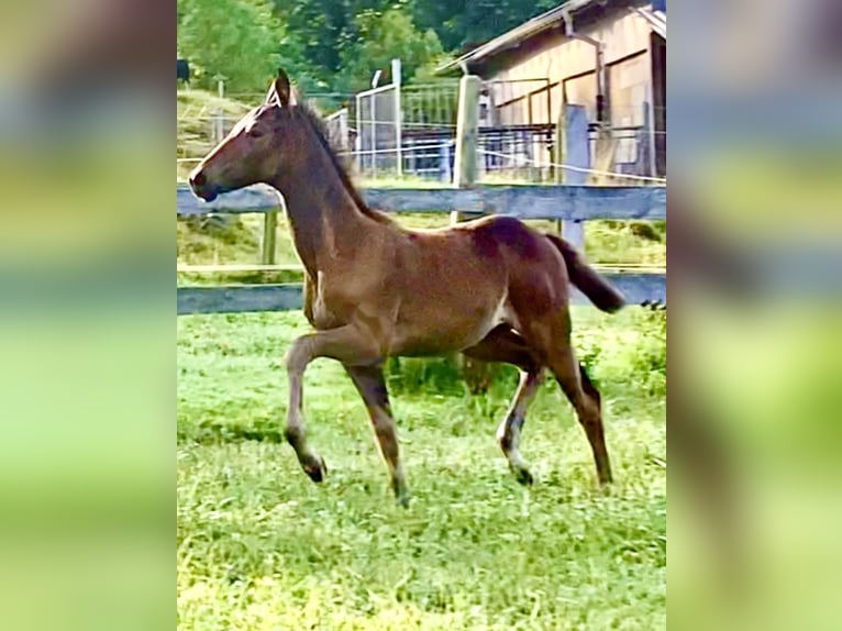 Hanoverian Mare Foal (05/2024) 16,1 hh Bay-Dark in Schöneck/Vogtland