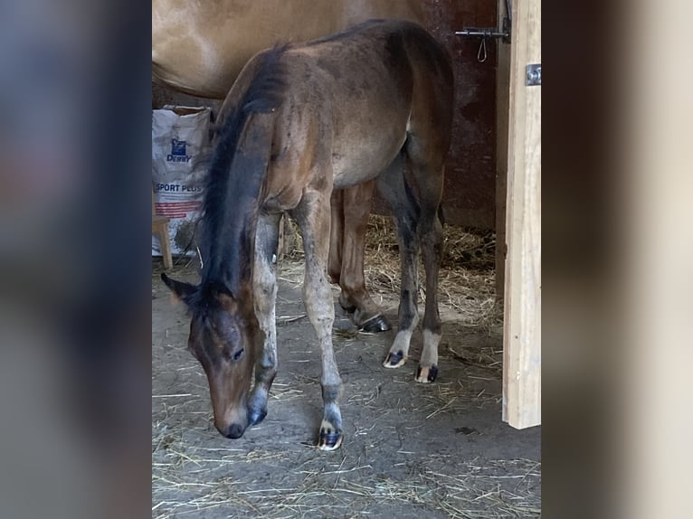 Hanoverian Mare Foal (05/2024) 16,1 hh Bay-Dark in Schöneck/Vogtland