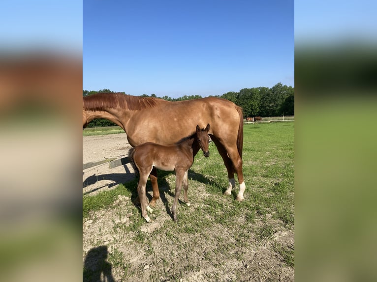 Hanoverian Mare Foal (05/2024) 16,1 hh Bay-Dark in Schöneck/Vogtland