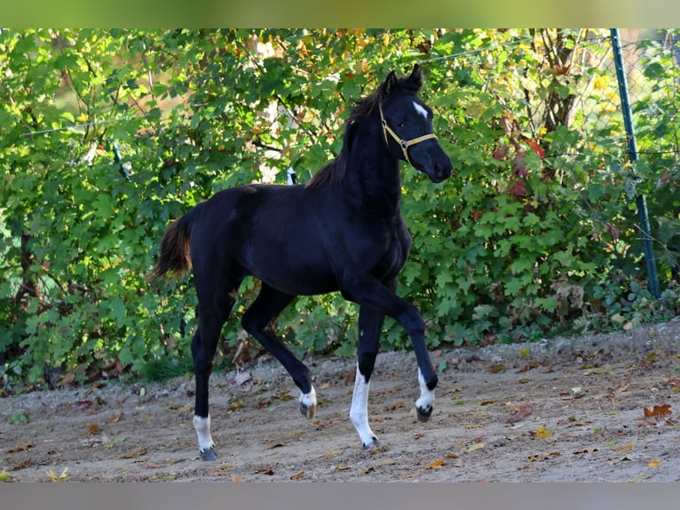 Hanoverian Mare Foal (04/2026) 16.1 hh Black in Kutenholz