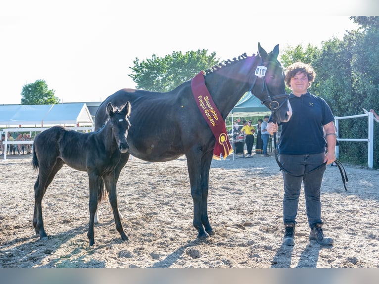 Hanoverian Mare Foal (05/2026) 16.1 hh Black in Mansfeld