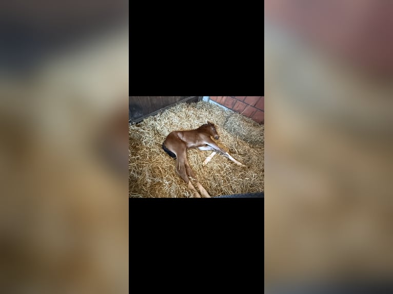 Hanoverian Mare Foal (04/2025) 16,1 hh Brown in Langwedel Hanoverian Mare Foal (04/2025) 16,1 hh Brown in Langwedel