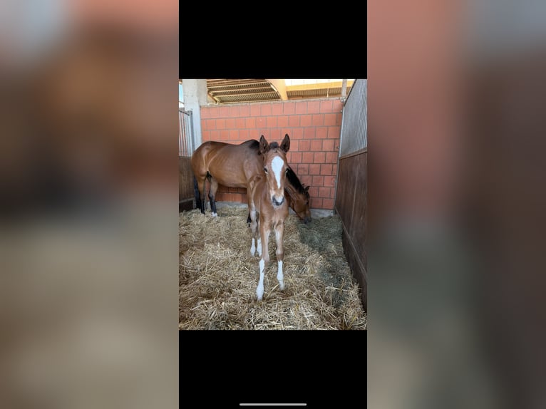Hanoverian Mare Foal (04/2025) 16,1 hh Brown in Langwedel Hanoverian Mare Foal (04/2025) 16,1 hh Brown in Langwedel