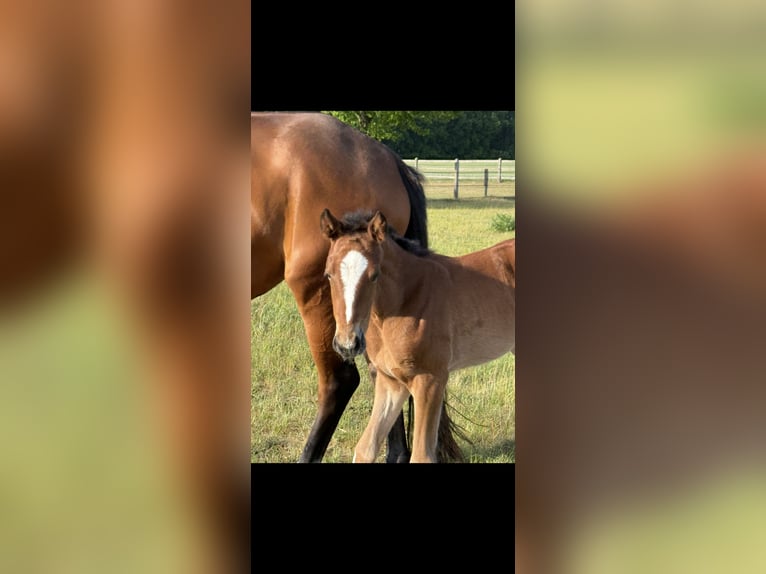 Hanoverian Mare Foal (04/2025) 16,1 hh Brown in Langwedel Hanoverian Mare Foal (04/2025) 16,1 hh Brown in Langwedel