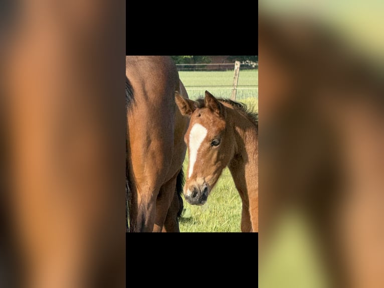 Hanoverian Mare Foal (04/2025) 16,1 hh Brown in Langwedel Hanoverian Mare Foal (04/2025) 16,1 hh Brown in Langwedel