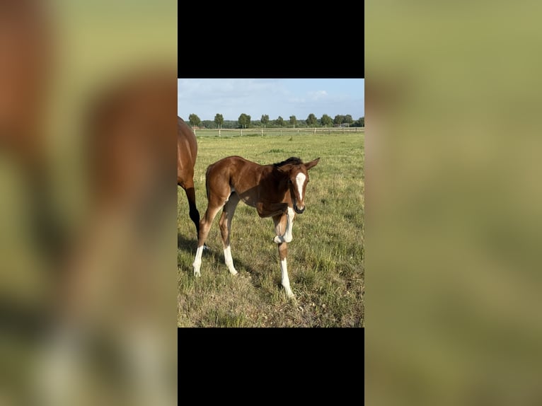 Hanoverian Mare Foal (04/2025) 16,1 hh Brown in Langwedel Hanoverian Mare Foal (04/2025) 16,1 hh Brown in Langwedel