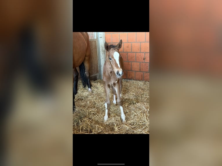 Hanoverian Mare Foal (04/2025) 16,1 hh Brown in Langwedel Hanoverian Mare Foal (04/2025) 16,1 hh Brown in Langwedel