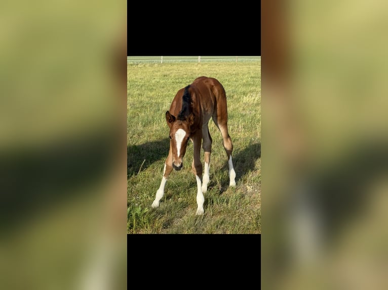 Hanoverian Mare Foal (04/2025) 16,1 hh Brown in Langwedel Hanoverian Mare Foal (04/2025) 16,1 hh Brown in Langwedel