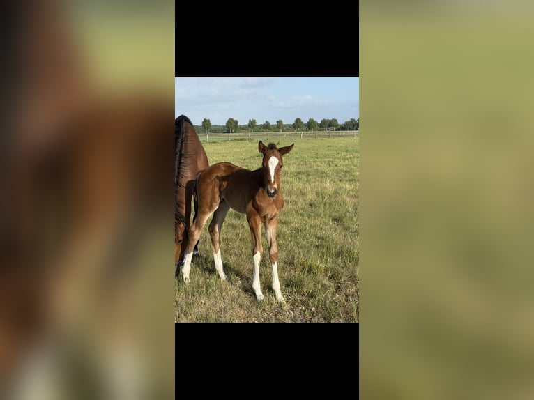 Hanoverian Mare Foal (04/2025) 16,1 hh Brown in Langwedel Hanoverian Mare Foal (04/2025) 16,1 hh Brown in Langwedel
