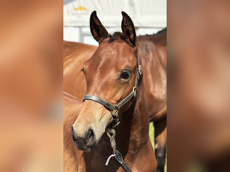 Hanoverian Mare Foal (05/2024) 16,1 hh Brown in Westerstede