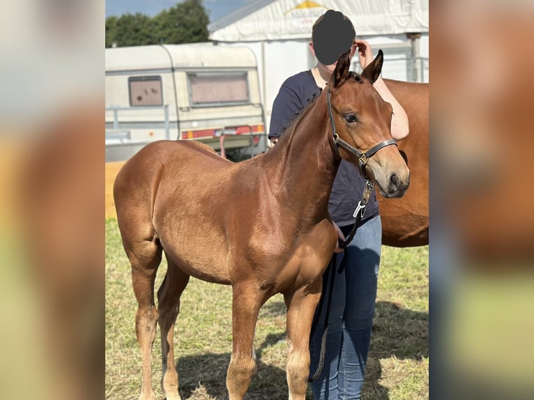 Hanoverian Mare Foal (05/2024) 16,1 hh Brown in Westerstede