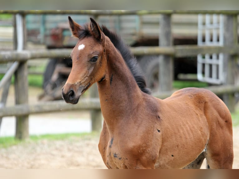 Hanoverian Mare Foal (05/2024) 16,1 hh Brown in Kutenholz