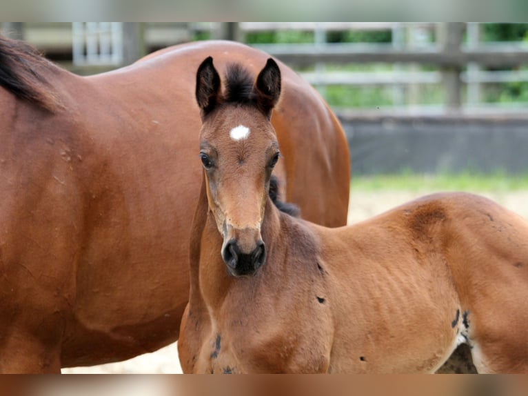 Hanoverian Mare Foal (05/2024) 16,1 hh Brown in Kutenholz