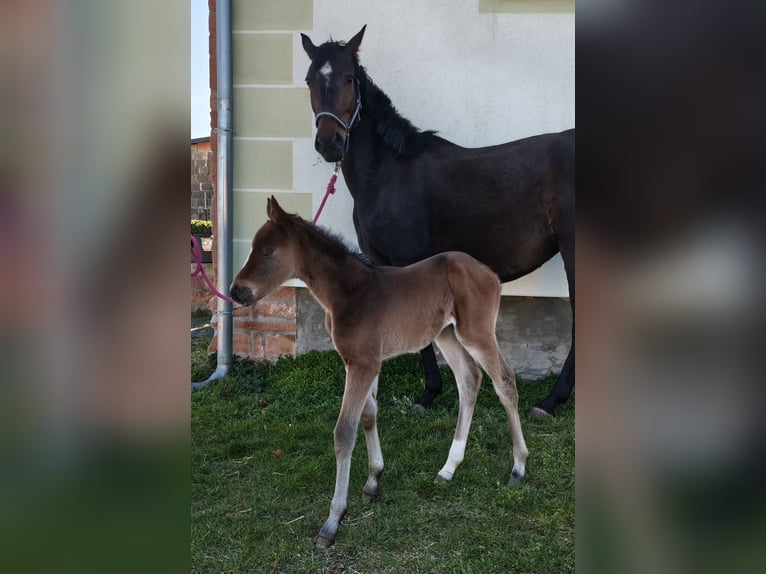 Hanoverian Mare Foal (04/2026) 16.1 hh Brown in Rödgen