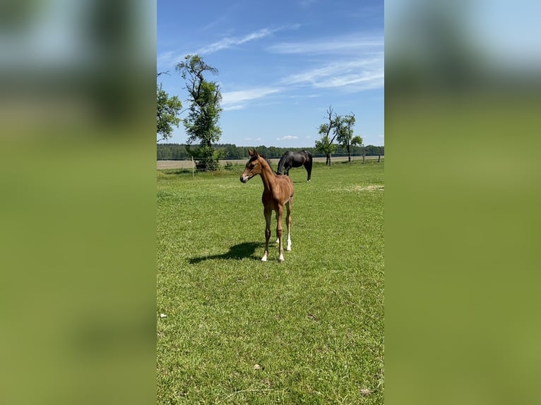 Hanoverian Mare Foal (05/2026) 16.1 hh Brown in Walsrode