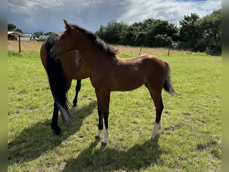 Hanoverian Mare  16,1 hh Brown in Babenhausen