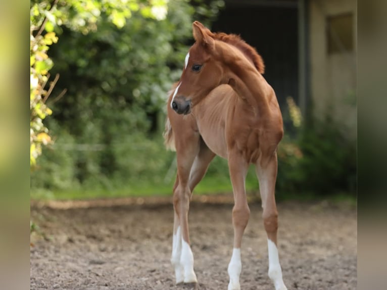 Hanoverian Mare Foal (05/2024) 16,1 hh Chestnut-Red in Nümbrecht