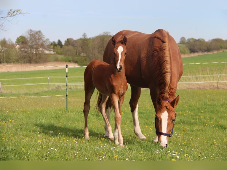 Hanoverian Mare Foal (03/2026) 16.1 hh Chestnut-Red in Vilsheim
