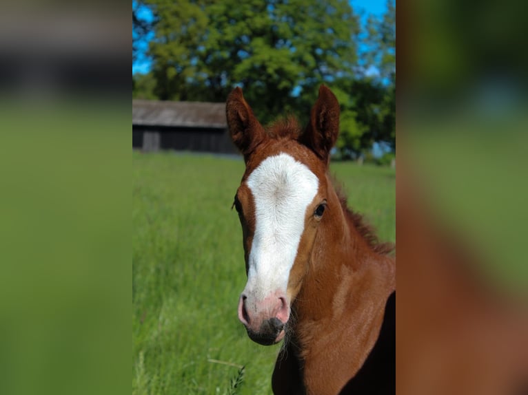 Hanoverian Mare  16,1 hh Chestnut-Red in Hamersen