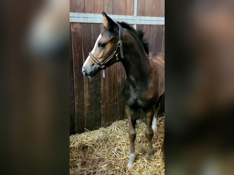 Hanoverian Mare Foal (06/2026) 16.1 hh Smoky-Black in Steinau