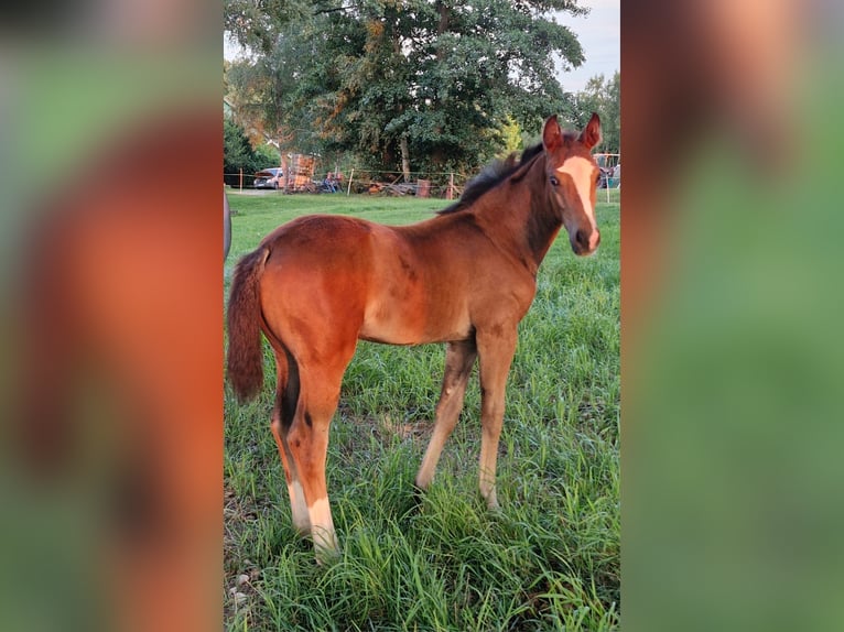 Hanoverian Mare Foal (06/2026) 16.1 hh Smoky-Black in Steinau