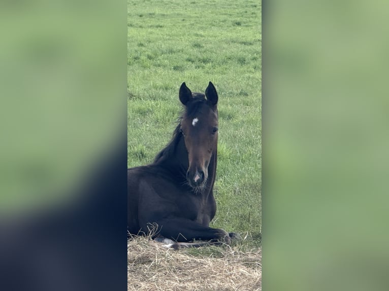 Hanoverian Mare Foal (04/2025) 16,2 hh Bay-Dark in Langwedel