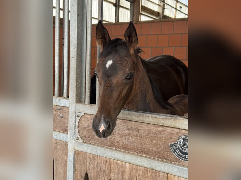 Hanoverian Mare Foal (04/2025) 16,2 hh Bay-Dark in Langwedel