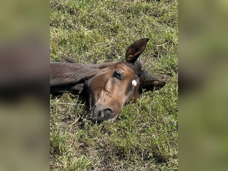 Hanoverian Mare Foal (04/2025) 16,2 hh Bay-Dark in Langwedel
