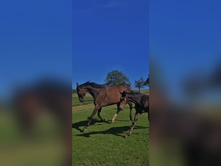 Hanoverian Mare Foal (05/2024) 16,2 hh Bay-Dark in Lautertal