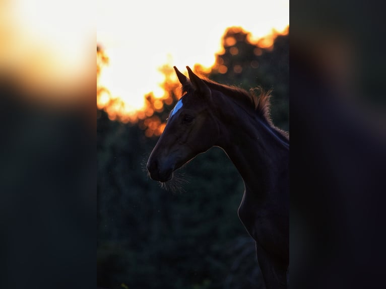 Hanoverian Mare Foal (05/2024) 16,2 hh Bay-Dark in Lautertal