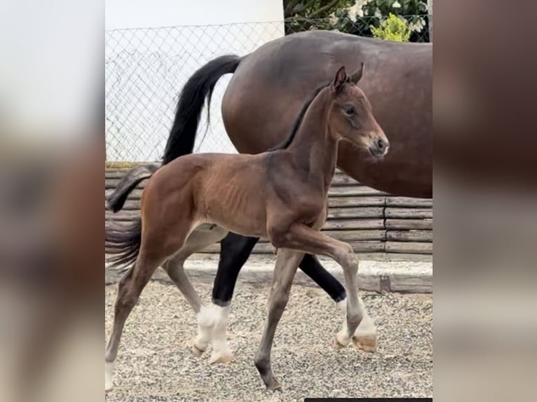 Hanoverian Mare Foal (04/2026) 16.2 hh Bay-Dark in Velpke