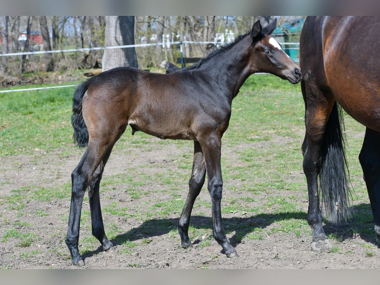 Hanoverian Mare Foal (03/2026) 16.2 hh Bay-Dark in Drei Gleichen
