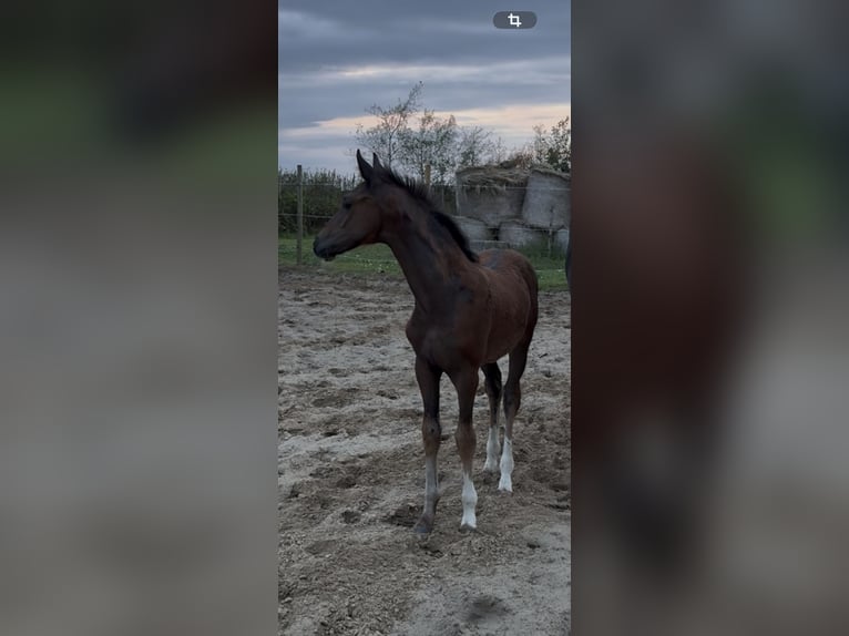 Hanoverian Mare Foal (06/2026) 16.2 hh Bay-Dark in Esens