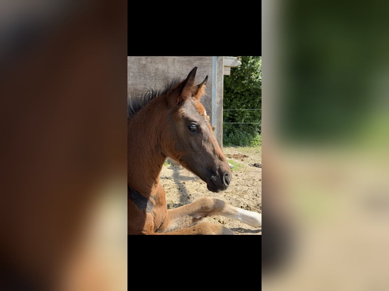 Hanoverian Mare Foal (06/2026) 16.2 hh Bay-Dark in Esens