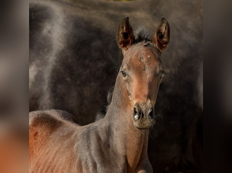 Hanoverian Mare Foal (04/2025) 16,2 hh Bay-Dark in K&#xF6;nigslutter am Elm