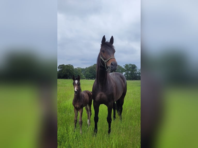 Hanoverian Mare Foal (05/2024) 16,2 hh Bay-Dark in Sögel