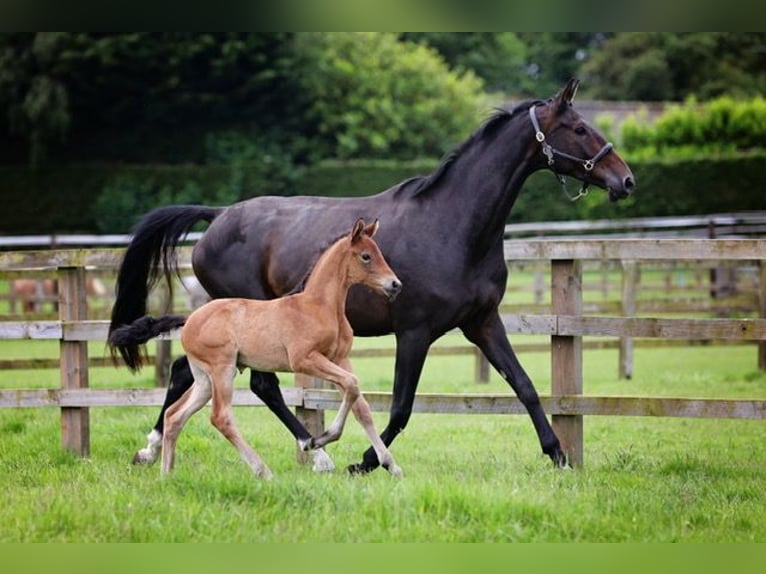 Hanoverian Mare Foal (01/2024) 16,2 hh Bay in Norwich, Norfolk