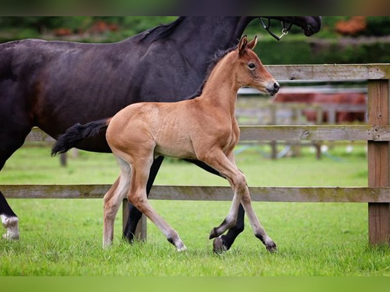 Hanoverian Mare Foal (01/2024) 16,2 hh Bay in Norwich, Norfolk