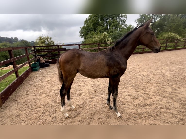 Hanoverian Mare Foal (05/2024) 16,2 hh Bay in Gloucestershire