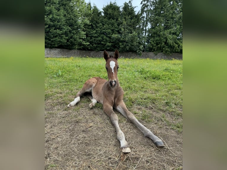 Hanoverian Mare Foal (05/2024) 16,2 hh Bay in Gloucestershire