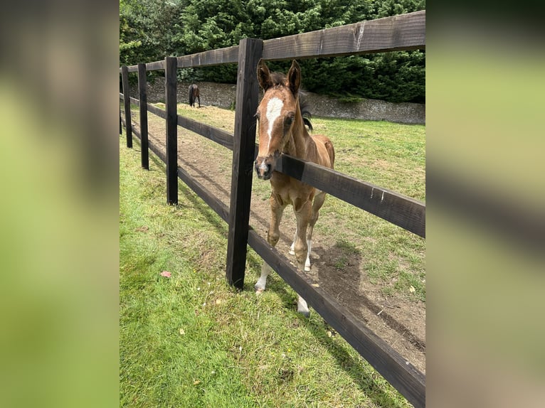 Hanoverian Mare Foal (05/2024) 16,2 hh Bay in Gloucestershire