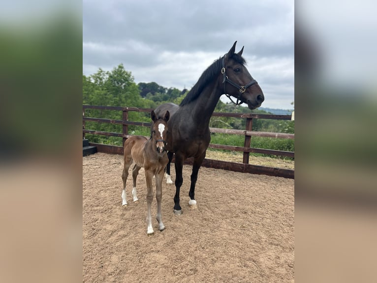 Hanoverian Mare Foal (05/2024) 16,2 hh Bay in Gloucestershire