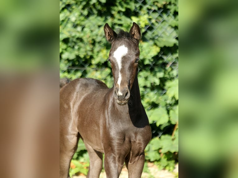 Hanoverian Mare Foal (05/2024) 16,2 hh Black in Kutenholz