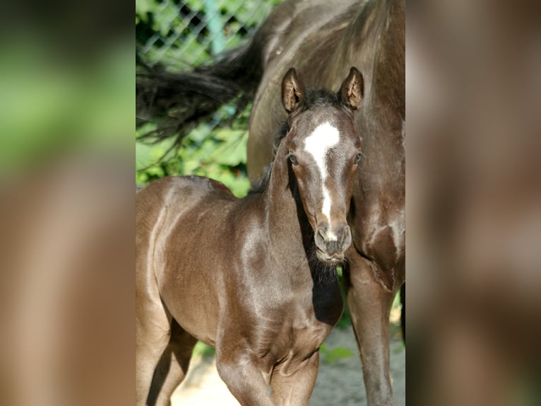 Hanoverian Mare Foal (05/2024) 16,2 hh Black in Kutenholz