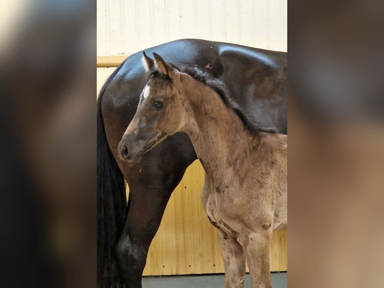 Hanoverian Mare Foal (05/2023) 16,2 hh Black in Kutenholz